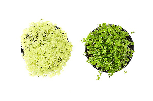 포토 JPG 스튜디오촬영 식물 계절 꽃잎 꽃 화분 화초 잎 생명 실내 누끼 사람없음 라이프 하이앵글 봄 원예식물 미니화분 천사의눈물 황금기린초 국내포토 뷰포인트 내부 생활 파일형식