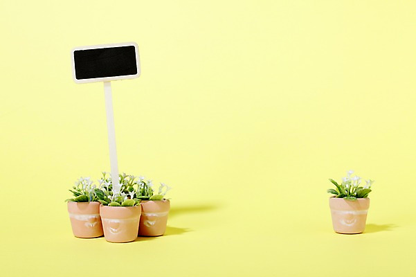 포토 JPG 스튜디오촬영 식물 계절 화분 화초 백그라운드 잎 생명 광고판 실내 사람없음 라이프 봄 팻말 알림 원예식물 국내포토 프레임 알림판 내부 생활 판 파일형식