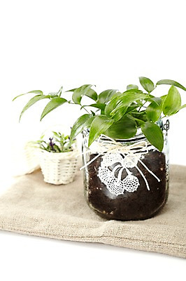 포토 JPG 스튜디오촬영 식물 계절 꽃잎 꽃 화분 화초 잎 생명 유리병 실내 누끼 사람없음 라이프 봄 병 원예식물 미니화분 국내포토 식기 병_용기 내부 생활 파일형식