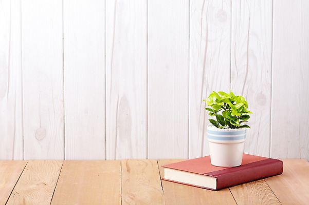 포토 JPG 스튜디오촬영 식물 계절 표지 화분 화초 잎 생명 실내 사람없음 라이프 간행물 책 봄 커버 문학 양장본 원예식물 미니화분 미니사철 국내포토 내부 생활 파일형식