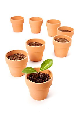 포토 JPG 스튜디오촬영 식물 계절 화분 화초 잎 생명 실내 누끼 근접촬영 사람없음 라이프 새싹 흙 봄 원예식물 배양토 국내포토 뷰포인트 내부 생활 파일형식