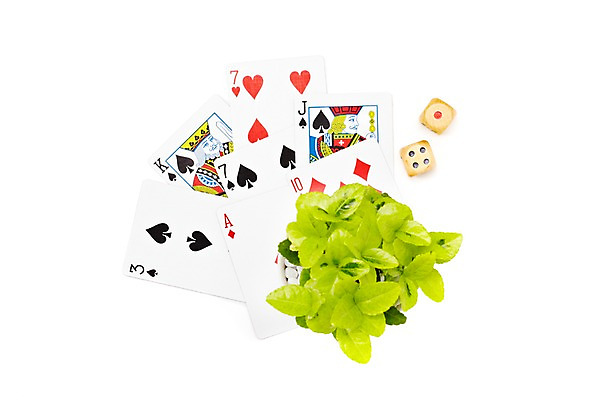 포토 JPG 스튜디오촬영 식물 계절 화분 화초 잎 생명 실내 누끼 사람없음 라이프 하이앵글 놀이용품 봄 트럼프 게임용품 주사위 원예식물 미니사철 국내포토 뷰포인트 내부 생활 오브젝트 파일형식