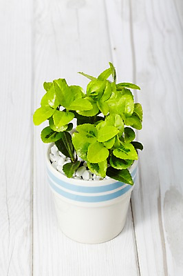 포토 JPG 스튜디오촬영 식물 화분 화초 백그라운드 잎 생명 실내 사람없음 라이프 봄 원예식물 미니화분 미니사철 국내포토 계절 내부 생활 파일형식