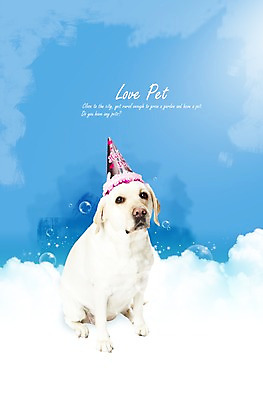 PSD 동물 구름 편집이미지 한마리 응시 반려견 포유류 하늘 앉기 사람없음 반려동물 물방울 개 래브라도리트리버 소통 반려 이미지편집 자연요소 1 시선 컨셉 모션 리트리버 파일형식