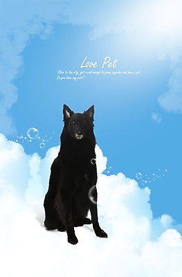 PSD 동물 구름 편집이미지 한마리 응시 반려견 포유류 하늘 앉기 사람없음 반려동물 물방울 개 소통 그로넨달 반려 이미지편집 자연요소 1 시선 컨셉 모션 파일형식