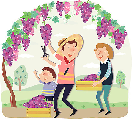 전신 나무 식물 구름 모자 여자 남자 아들 어린이 농업 과일 일러스트 가족 포도 엄마 가위 함께함 서기 미소 웃음 사람 소년 성인 세명 상자 부모 바구니 농사 자녀 아빠 농부 밀짚모자 포도밭 포도송이 귀농 포도알 국내일러스트 AI파일 자연요소 직업 모자_잡화 잡화 산업 컨셉 밭 관계 모션 문구용품 표정 파일형식 벡터
