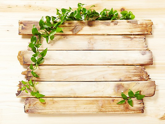 포토 JPG 스튜디오촬영 나무 식물 백그라운드 잎 프레임 광고판 알림판 실내 사람없음 목재 알림 식물백그라운드 스마일락스 국내포토 재료 내부 판 파일형식