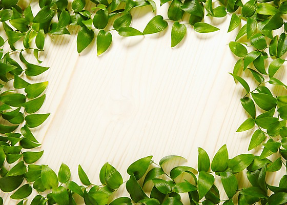 포토 JPG 스튜디오촬영 나무 식물 백그라운드 잎 프레임 광고판 알림판 실내 사람없음 목재 알림 식물백그라운드 스마일락스 국내포토 재료 내부 판 파일형식