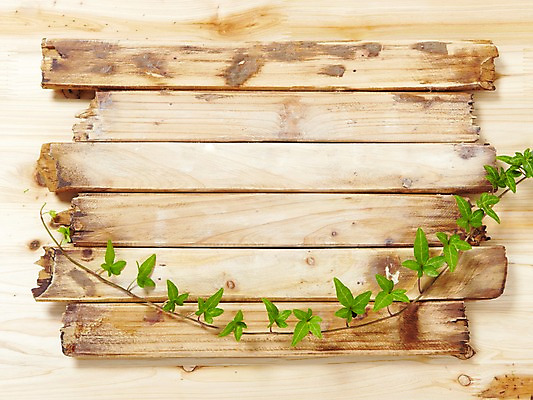 포토 JPG 스튜디오촬영 나무 식물 백그라운드 잎 프레임 광고판 알림판 실내 사람없음 목재 담쟁이덩굴 알림 식물백그라운드 아이비 국내포토 재료 내부 덩굴 판 파일형식