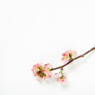 포토 JPG 스튜디오촬영 식물 꽃잎 꽃 백그라운드 잎 꽃백그라운드 실내 사람없음 나뭇가지 식물백그라운드 산다화 국내포토 나무 내부 파일형식