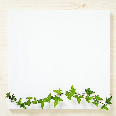 포토 JPG 스튜디오촬영 식물 꽃 백그라운드 잎 프레임 광고판 알림판 실내 사람없음 담쟁이덩굴 알림 식물백그라운드 아이비 국내포토 내부 덩굴 판 파일형식
