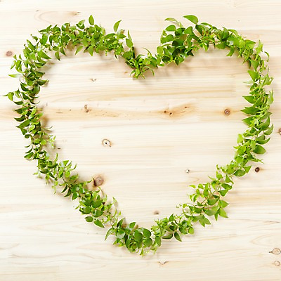 포토 JPG 스튜디오촬영 나무 식물 백그라운드 잎 프레임 광고판 알림판 실내 사람없음 목재 하트 알림 식물백그라운드 스마일락스 국내포토 모양 재료 내부 판 파일형식