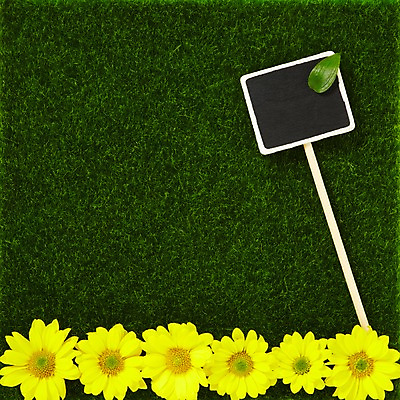 포토 JPG 스튜디오촬영 식물 꽃잎 꽃 컬러 백그라운드 잎 꽃백그라운드 프레임 국화 광고판 알림판 실내 잔디 사람없음 하이앵글 노란색 알림 소국 식물백그라운드 스마일락스 국내포토 뷰포인트 내부 판 파일형식