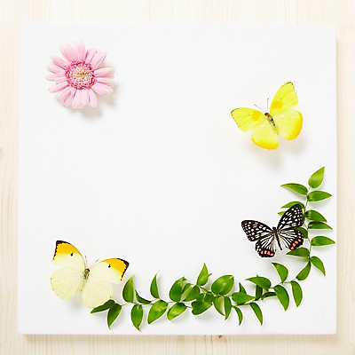 포토 JPG 스튜디오촬영 식물 꽃잎 꽃 나비 곤충 백그라운드 꽃백그라운드 프레임 국화 광고판 알림판 실내 사람없음 알림 소국 식물백그라운드 거베라 국내포토 동물 내부 판 파일형식