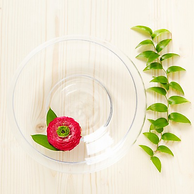 포토 JPG 스튜디오촬영 식물 그릇 접시 꽃잎 꽃 줄기 컬러 백그라운드 잎 꽃백그라운드 프레임 실내 사람없음 빨간색 하이앵글 식물백그라운드 유리그릇 라넌큘러스 스마일락스 국내포토 식기 뷰포인트 유리 내부 파일형식