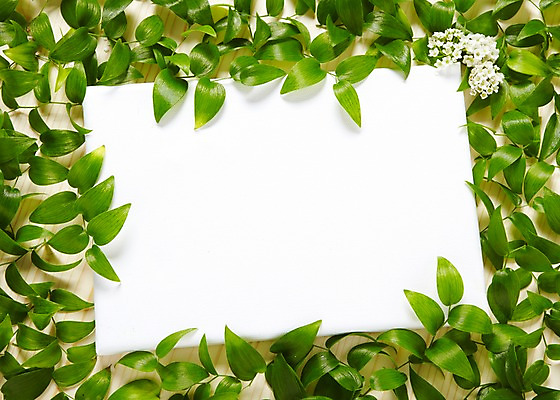 포토 JPG 스튜디오촬영 식물 꽃 백그라운드 잎 프레임 광고판 알림판 실내 사람없음 알림 식물백그라운드 조팝나무 조팝나무꽃 국내포토 나무 내부 판 파일형식