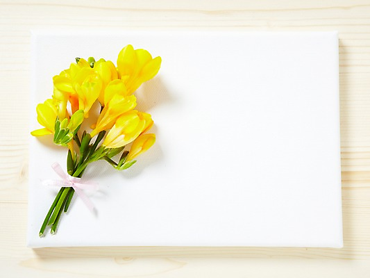 포토 JPG 스튜디오촬영 식물 꽃잎 꽃 리본 컬러 백그라운드 잎 꽃백그라운드 프레임 광고판 알림판 실내 사람없음 장식 노란색 끝 알림 식물백그라운드 프리지어 국내포토 내부 판 파일형식