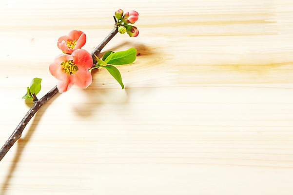 포토 JPG 스튜디오촬영 식물 꽃잎 꽃 백그라운드 잎 꽃백그라운드 실내 사람없음 나뭇가지 판넬 식물백그라운드 산다화 국내포토 나무 내부 파일형식