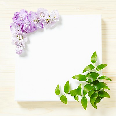 포토 JPG 스튜디오촬영 식물 꽃잎 꽃 백그라운드 잎 꽃백그라운드 프레임 광고판 알림판 실내 사람없음 알림 식물백그라운드 스마일락스 스토크 국내포토 내부 판 파일형식