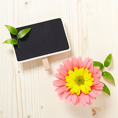 포토 JPG 스튜디오촬영 식물 꽃잎 꽃 분홍색 컬러 백그라운드 잎 꽃백그라운드 프레임 국화 광고판 알림판 실내 잔디 사람없음 하이앵글 노란색 알림 소국 식물백그라운드 스마일락스 국내포토 뷰포인트 내부 판 파일형식