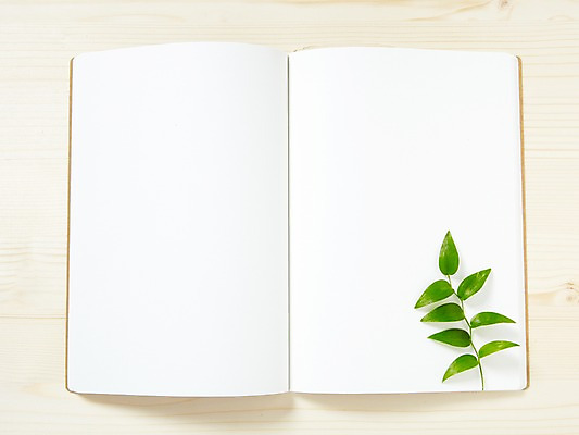 포토 JPG 스튜디오촬영 식물 꽃 종이 백그라운드 잎 꽃백그라운드 프레임 광고판 실내 사람없음 책 펼침 알림 한권 식물백그라운드 스마일락스 국내포토 1 모션 알림판 내부 판 파일형식