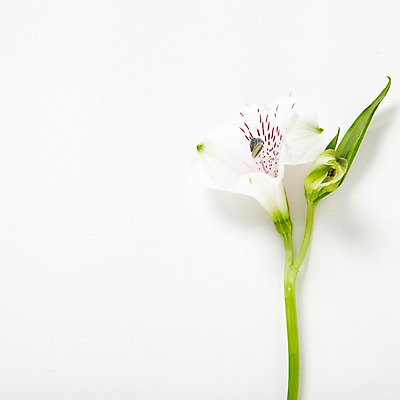 포토 JPG 스튜디오촬영 식물 꽃잎 꽃 줄기 컬러 백그라운드 잎 한송이 실내 사람없음 흰색 식물백그라운드 국내포토 1 내부 송이 파일형식