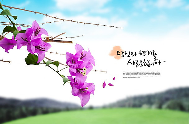 PSD 나무 식물 구름 편집이미지 꽃 컬러 여러송이 백그라운드 자연 하늘 산 풍경 잔디 초원 사람없음 보라색 나뭇가지 풀 이미지편집 자연요소 다수 생태계 파일형식