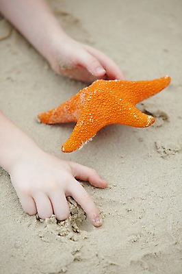 포토 JPG 주간 해외기획촬영 라이프스타일 손 2012년태국 계절 여유 어린이 모래 여행 신체 놀이 휴가 휴식 불가사리 한명 사람 해변 야외 아웃포커스 신체부위 여름 여름휴가 바캉스 모래사장 화목 어린이만 국내포토 자연요소 1 감정 바다 컨셉 극피동물 촬영기법 생활 파일형식 여름_계절