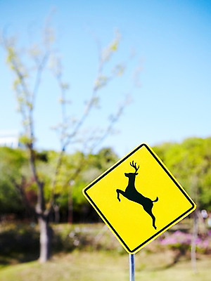 포토 JPG 주간 나무 식물 기호 컬러 안내 알림판 사람없음 야외 아웃포커스 노란색 나뭇가지 표지판 지시 주위 동물보호 교통표지 명령 동물보호구역 보호구역 국내포토 자연요소 문자 교통 모션 촬영기법 사회이슈 구역 파일형식