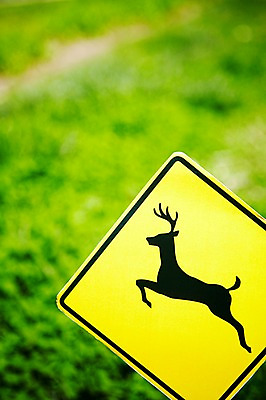 포토 JPG 주간 식물 기호 컬러 안내 알림판 초원 사람없음 야외 아웃포커스 노란색 표지판 풀 지시 주위 동물보호 교통표지 명령 동물보호구역 보호구역 국내포토 자연요소 문자 교통 모션 촬영기법 사회이슈 구역 파일형식