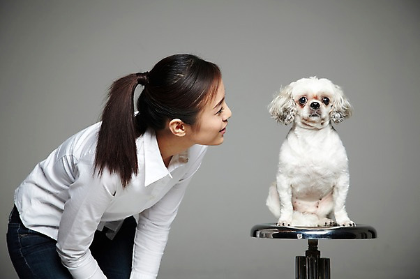 포토 JPG 스튜디오촬영 외국인 동물 해외기획촬영 한마리 우먼라이프 라이프스타일 응시 2012년태국 여자 반려견 캠페인 의자 포유류 회색배경 실내 한명 서기 사람 동양인 20대 성인 앞모습 반려동물 개 강아지 시츄 보호 동물보호 반려 유기견 여자만 여자한명만 성인여자만 청년만 청년여자만 성인한명만 청년여자한명만 성인여자한명만 성인만 펫팸족 국내포토 1 시선 뷰포인트 가구 백그라운드 컨셉 모션 인종 청년 내부 생활 회색 사회이슈 신조어 파일형식 유기동물