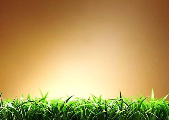 포토 JPG 스튜디오촬영 식물 컬러 백그라운드 실내 잔디 초원 사람없음 초록색 풀 식물백그라운드 국내포토 내부 파일형식