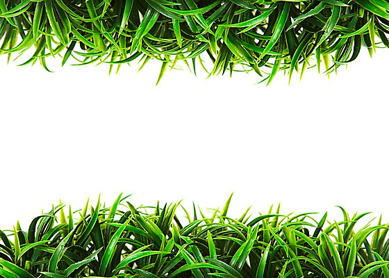 포토 JPG 스튜디오촬영 식물 컬러 백그라운드 실내 누끼 잔디 초원 사람없음 초록색 풀 식물백그라운드 국내포토 내부 파일형식