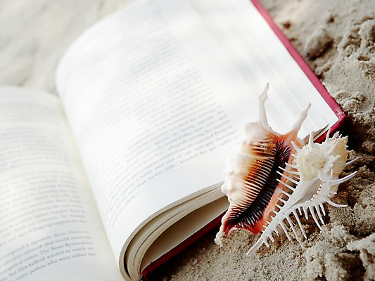 포토 JPG 주간 동물 해외기획촬영 2012년태국 계절 모래 여행 태국 자연 어패류 생물 연체동물 근접촬영 해변 사람없음 야외 아웃포커스 간행물 책 여름 여름휴가 바캉스 모래사장 동남아시아 펼침 소라 코사멧 코사멧해변 국내포토 자연요소 아시아 바다 뷰포인트 모션 휴가 무척추동물 촬영기법 생태계 파일형식 여름_계절