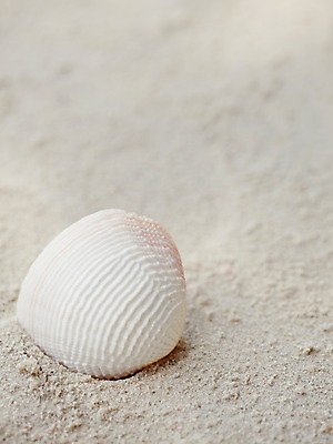 포토 JPG 주간 동물 해외기획촬영 2012년태국 계절 모래 여행 태국 자연 조개 어패류 생물 연체동물 근접촬영 해변 사람없음 야외 아웃포커스 여름 여름휴가 바캉스 모래사장 동남아시아 조개껍데기 코사멧 코사멧해변 국내포토 자연요소 아시아 바다 뷰포인트 휴가 무척추동물 촬영기법 생태계 파일형식 여름_계절