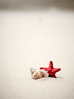 포토 JPG 주간 동물 해외기획촬영 2012년태국 계절 별 모래 여행 태국 자연 어패류 불가사리 극피동물 생물 연체동물 근접촬영 해변 사람없음 야외 아웃포커스 여름 여름휴가 바캉스 모래사장 모형 동남아시아 소라 동물모형 코사멧 코사멧해변 국내포토 자연요소 아시아 바다 뷰포인트 휴가 무척추동물 촬영기법 생태계 파일형식 여름_계절