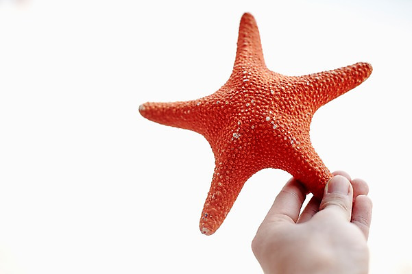 포토 JPG 주간 동물 해외기획촬영 손 2012년태국 계절 별 로우앵글 여행 태국 하늘 불가사리 극피동물 한손 한명 들기 사람 해변 야외 신체부위 여름 여름휴가 바캉스 모형 동남아시아 동물모형 코사멧 코사멧해변 국내포토 자연요소 1 아시아 바다 뷰포인트 모션 휴가 파일형식 여름_계절