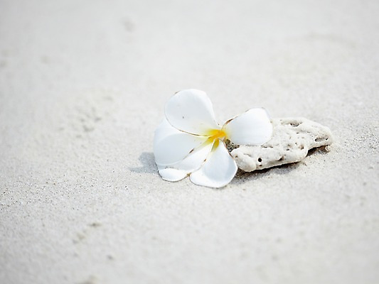 포토 JPG 주간 식물 해외기획촬영 2012년태국 계절 꽃잎 꽃 모래 여행 태국 근접촬영 해변 사람없음 야외 아웃포커스 여름 여름휴가 바캉스 모래사장 동남아시아 돌_바위 조약돌 돌덩이 코사멧 코사멧해변 국내포토 자연요소 아시아 바다 뷰포인트 휴가 촬영기법 파일형식 여름_계절