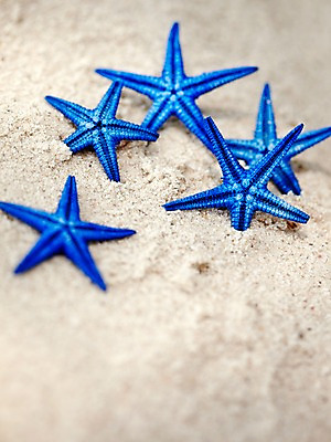 포토 JPG 주간 동물 해외기획촬영 2012년태국 계절 별 모래 컬러 여행 태국 자연 어패류 불가사리 극피동물 생물 연체동물 근접촬영 해변 사람없음 야외 아웃포커스 여름 파란색 여름휴가 바캉스 모래사장 모형 동남아시아 동물모형 코사멧 코사멧해변 국내포토 자연요소 아시아 바다 뷰포인트 휴가 무척추동물 촬영기법 생태계 파일형식 여름_계절