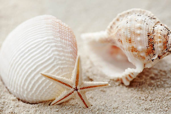 포토 JPG 주간 동물 해외기획촬영 2012년태국 계절 별 모래 여행 태국 자연 조개 어패류 불가사리 극피동물 생물 연체동물 근접촬영 해변 사람없음 야외 아웃포커스 여름 여름휴가 바캉스 모래사장 모형 동남아시아 조개껍데기 동물모형 코사멧 코사멧해변 국내포토 자연요소 아시아 바다 뷰포인트 휴가 무척추동물 촬영기법 생태계 파일형식 여름_계절