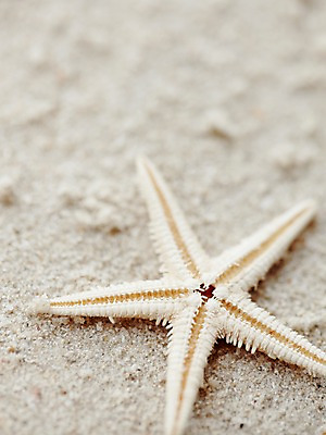 포토 JPG 주간 동물 해외기획촬영 2012년태국 계절 별 모래 여행 태국 자연 어패류 불가사리 극피동물 생물 연체동물 근접촬영 해변 사람없음 야외 아웃포커스 여름 여름휴가 바캉스 모래사장 모형 동남아시아 동물모형 코사멧 코사멧해변 국내포토 자연요소 아시아 바다 뷰포인트 휴가 무척추동물 촬영기법 생태계 파일형식 여름_계절