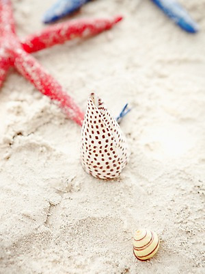 포토 JPG 주간 동물 해외기획촬영 2012년태국 계절 별 모래 여행 태국 자연 어패류 불가사리 극피동물 생물 연체동물 근접촬영 해변 사람없음 야외 아웃포커스 여름 여름휴가 바캉스 모래사장 모형 동남아시아 소라 동물모형 코사멧 코사멧해변 국내포토 자연요소 아시아 바다 뷰포인트 휴가 무척추동물 촬영기법 생태계 파일형식 여름_계절