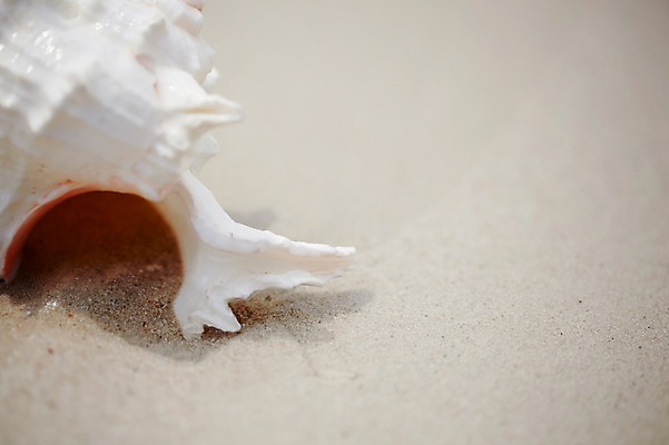 포토 JPG 주간 동물 해외기획촬영 2012년태국 계절 모래 여행 태국 자연 조개 어패류 생물 연체동물 근접촬영 해변 사람없음 야외 아웃포커스 여름 여름휴가 바캉스 모래사장 동남아시아 조개껍데기 코사멧 코사멧해변 국내포토 자연요소 아시아 바다 뷰포인트 휴가 무척추동물 촬영기법 생태계 파일형식 여름_계절