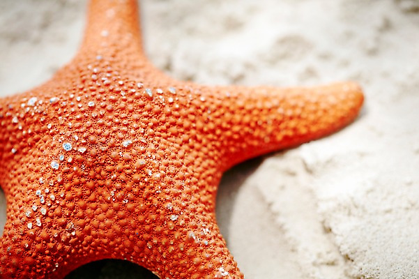 포토 JPG 주간 동물 해외기획촬영 2012년태국 계절 별 모래 여행 태국 자연 어패류 불가사리 극피동물 생물 연체동물 근접촬영 해변 사람없음 야외 아웃포커스 여름 여름휴가 바캉스 모래사장 모형 동남아시아 동물모형 코사멧 코사멧해변 국내포토 자연요소 아시아 바다 뷰포인트 휴가 무척추동물 촬영기법 생태계 파일형식 여름_계절