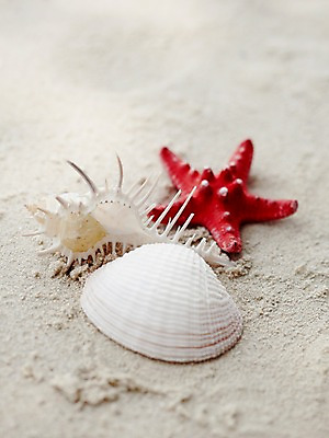 포토 JPG 주간 동물 해외기획촬영 2012년태국 계절 별 모래 여행 태국 자연 어패류 불가사리 극피동물 생물 연체동물 근접촬영 해변 사람없음 야외 아웃포커스 여름 여름휴가 바캉스 모래사장 모형 동남아시아 소라 동물모형 코사멧 코사멧해변 국내포토 자연요소 아시아 바다 뷰포인트 휴가 무척추동물 촬영기법 생태계 파일형식 여름_계절