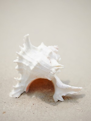 포토 JPG 주간 동물 해외기획촬영 2012년태국 계절 모래 여행 태국 자연 조개 어패류 생물 연체동물 근접촬영 해변 사람없음 야외 아웃포커스 여름 여름휴가 바캉스 모래사장 동남아시아 조개껍데기 코사멧 코사멧해변 국내포토 자연요소 아시아 바다 뷰포인트 휴가 무척추동물 촬영기법 생태계 파일형식 여름_계절