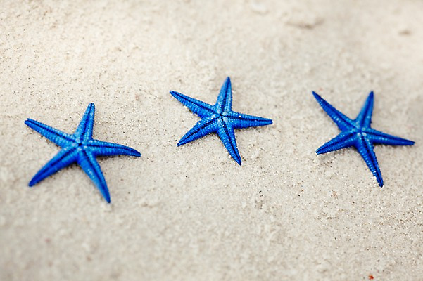 포토 JPG 주간 동물 해외기획촬영 2012년태국 계절 별 모래 컬러 여행 태국 자연 어패류 불가사리 극피동물 생물 연체동물 근접촬영 해변 사람없음 야외 아웃포커스 여름 파란색 여름휴가 바캉스 모래사장 모형 동남아시아 동물모형 코사멧 코사멧해변 국내포토 자연요소 아시아 바다 뷰포인트 휴가 무척추동물 촬영기법 생태계 파일형식 여름_계절