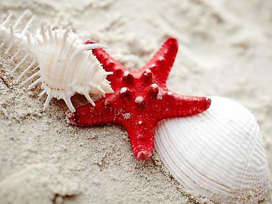 포토 JPG 주간 동물 해외기획촬영 2012년태국 계절 별 모래 여행 태국 자연 어패류 불가사리 극피동물 생물 연체동물 근접촬영 해변 사람없음 야외 아웃포커스 여름 여름휴가 바캉스 모래사장 모형 동남아시아 소라 동물모형 코사멧 코사멧해변 국내포토 자연요소 아시아 바다 뷰포인트 휴가 무척추동물 촬영기법 생태계 파일형식 여름_계절