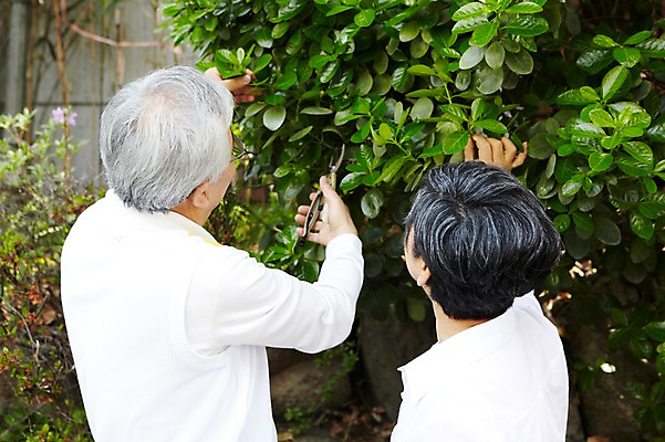 포토 JPG 주간 식물 라이프스타일 부부 커플 여자 할아버지 노년 남자 할머니 화초 여유 가위 함께함 들기 사람 동양인 상반신 취미 야외 두명 뒷모습 실버라이프 노후 정원 노부부 한국인 60대 원예 정원가꾸기 가지치기 노인만 국내포토 자연요소 감정 뷰포인트 컨셉 관계 모션 문구용품 인종 성인 생활 성인만 파일형식