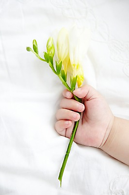 포토 JPG 식물 라이프스타일 손 꽃 어린이라이프 신체 실내 한명 사람 신체부위 귀여움 아기 아기만 국내포토 1 어린이 컨셉 내부 생활 파일형식